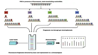 环境 DNA 单物种检测